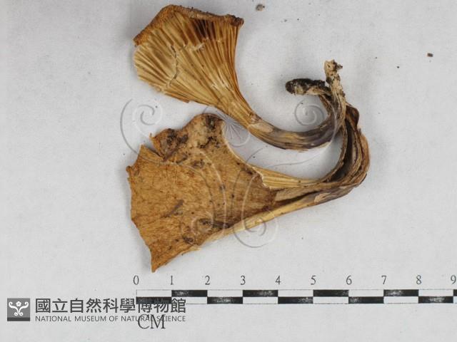登錄號:F0026929藏品圖，第1張