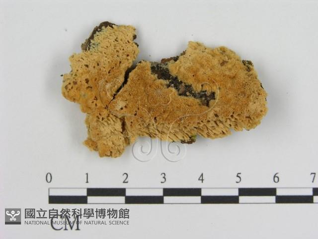 登錄號:F0006929藏品圖，第1張