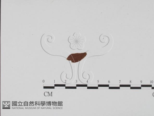 登錄號:F0011929藏品圖，第1張