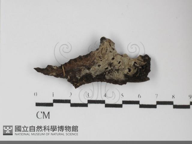 登錄號:F0031929藏品圖，第1張