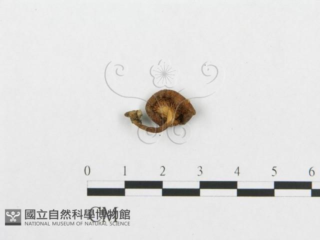 登錄號:F0004929藏品圖，第1張