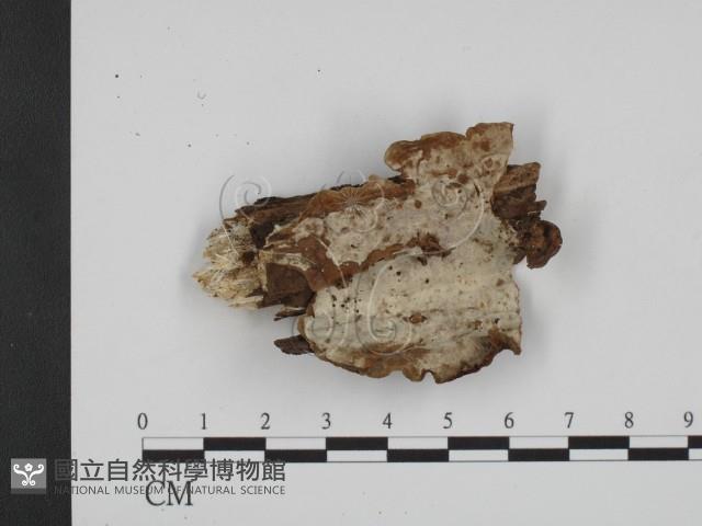 登錄號:F0014929藏品圖，第1張