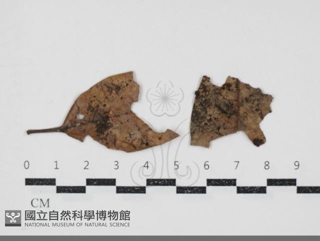 Accession Number:F0034929 Collection Image, Figure 1, Total 2 Figures