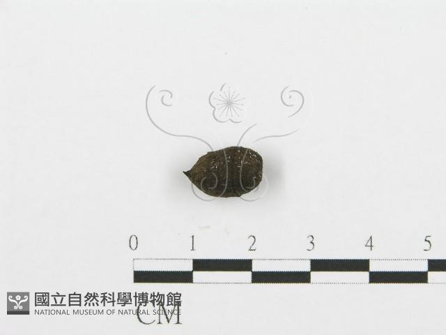 登錄號:F0002929藏品圖，第1張