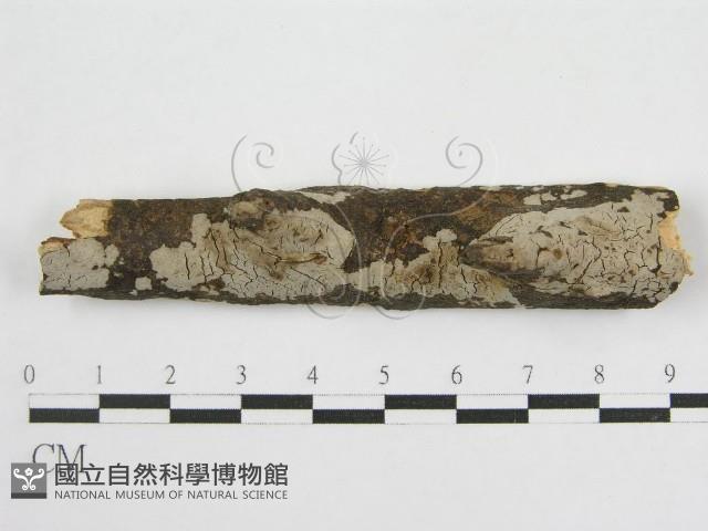 登錄號:F0012929藏品圖，第1張