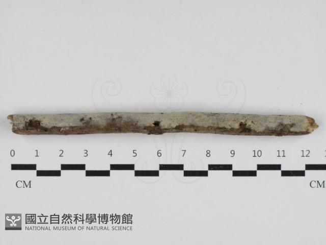 剛毛絲皮菌藏品圖，第1張