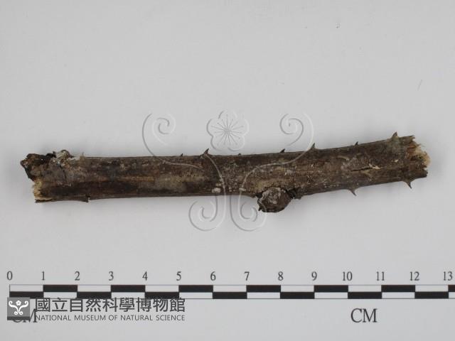 登錄號:F0007929藏品圖，第1張