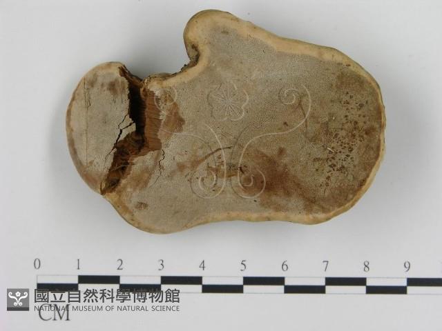 登錄號:F0017929藏品圖，第1張