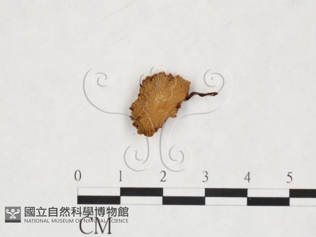 登錄號:F0025929藏品圖，第1張