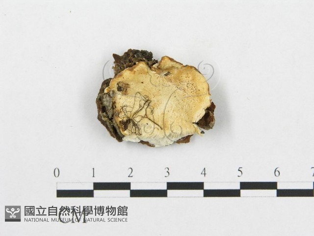登錄號:F0005929藏品圖，第1張