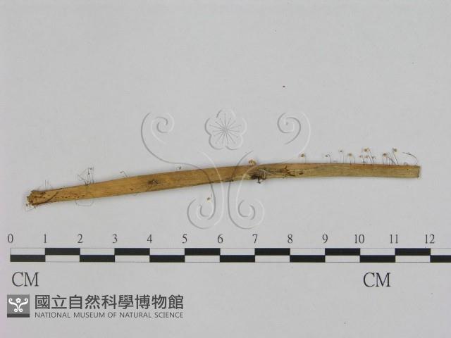 登錄號:F0015929藏品圖，第1張
