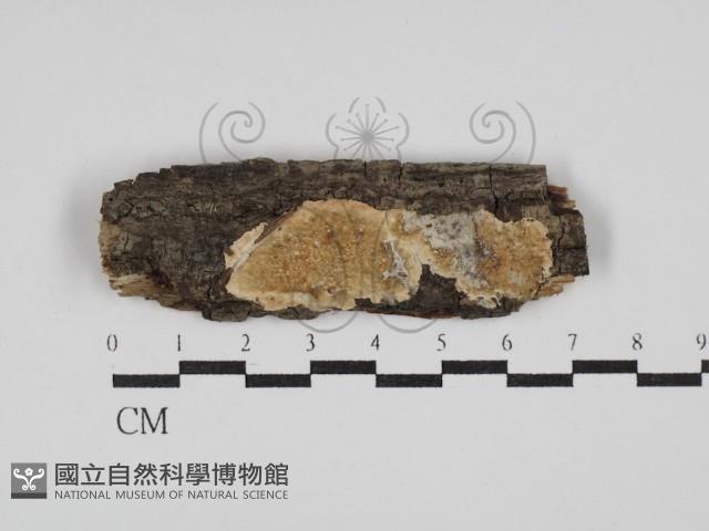 登錄號:F0029929藏品圖，第1張