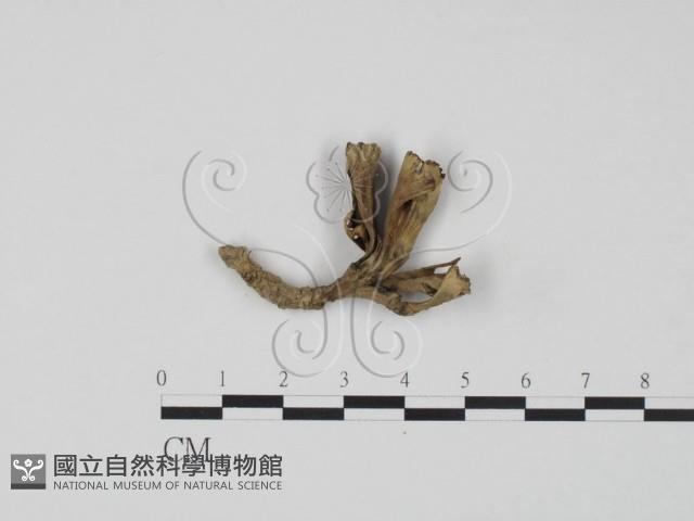 棕色革菌藏品圖，第1張