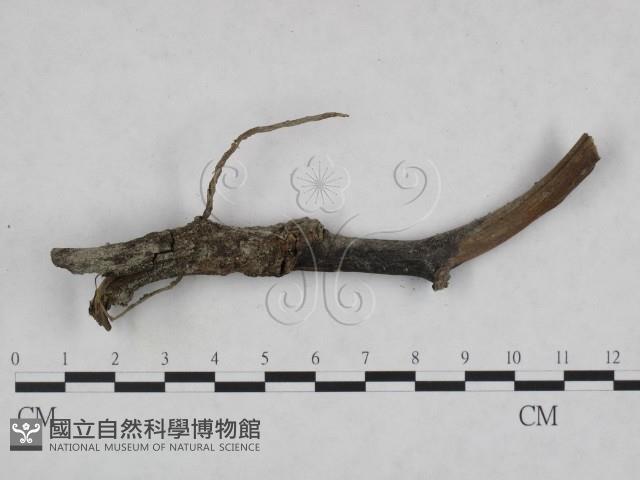 登錄號:F0023929藏品圖，第1張