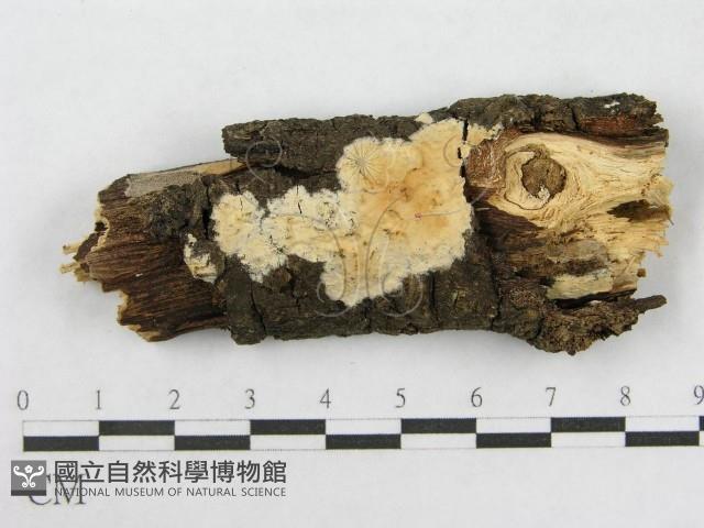 射脈菌屬藏品圖，第1張
