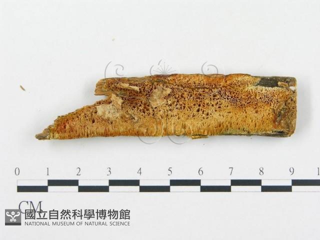 登錄號:F0013929藏品圖，第1張