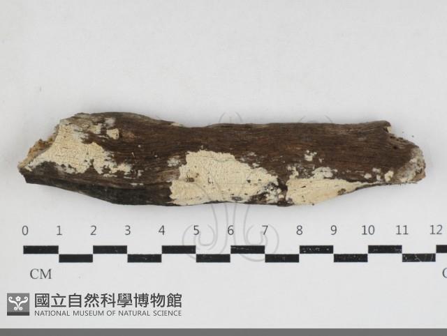 登錄號:F0033929藏品圖，第1張