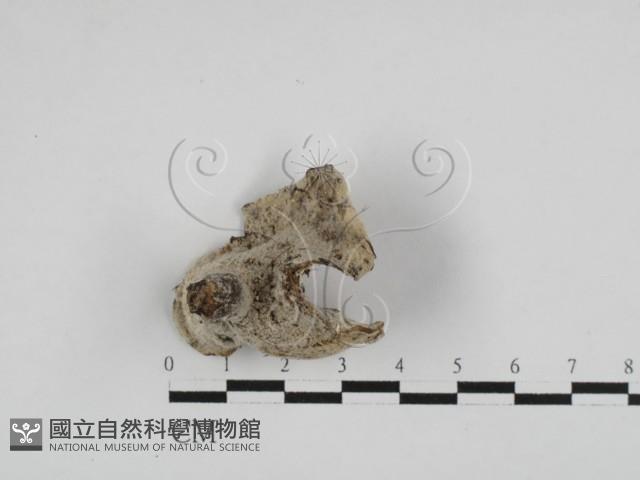 登錄號:F0028629藏品圖，第1張