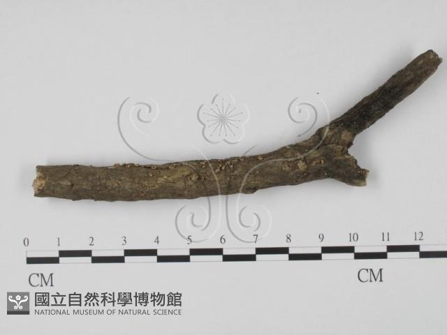 登錄號:F0000629藏品圖，第1張