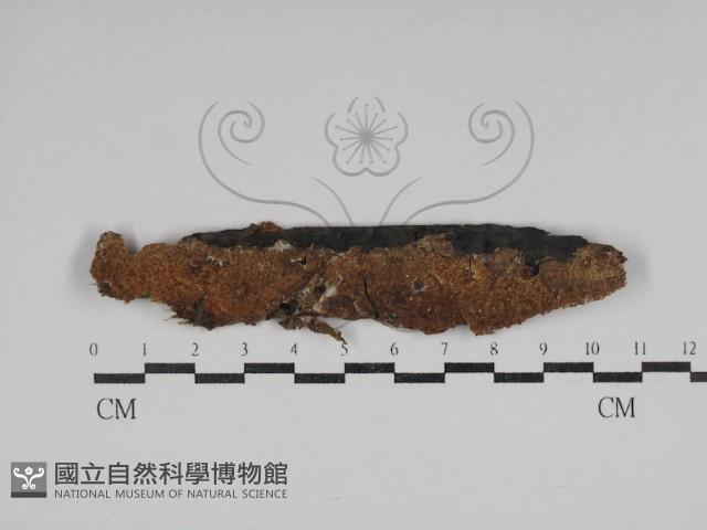 登錄號:F0030629藏品圖，第1張