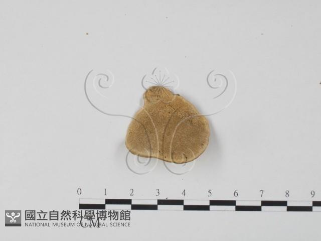 登錄號:F0006629藏品圖，第1張