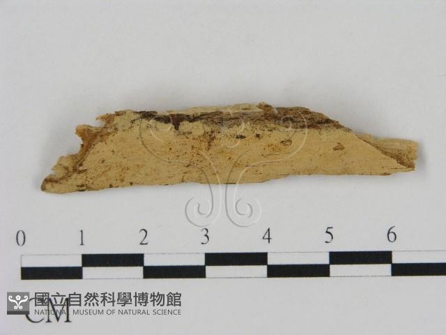 登錄號:F0016629藏品圖，第1張