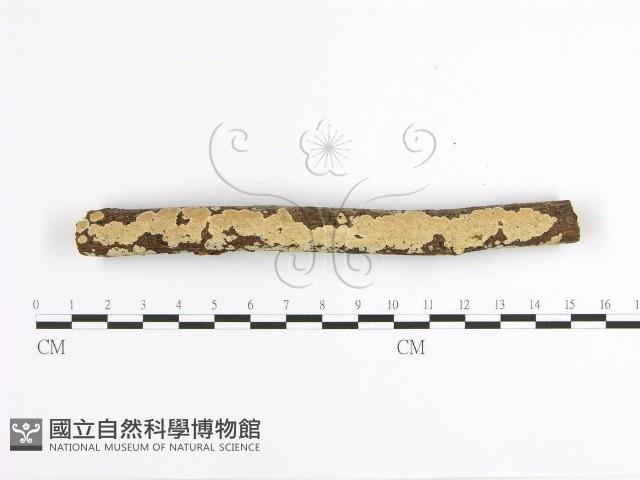 登錄號:F0001629藏品圖，第1張
