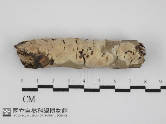 絲皮菌屬藏品圖，第1張