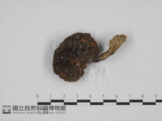 登錄號:F0024629藏品圖，第1張