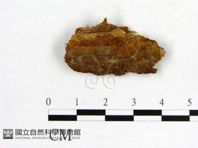 登錄號:F0004629藏品圖，第1張