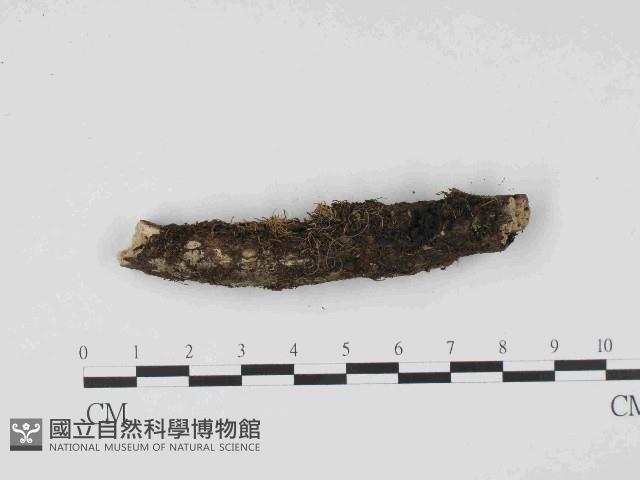 登錄號:F0014629藏品圖，第1張