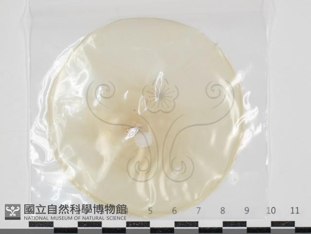登錄號:F0034629藏品圖，第1張