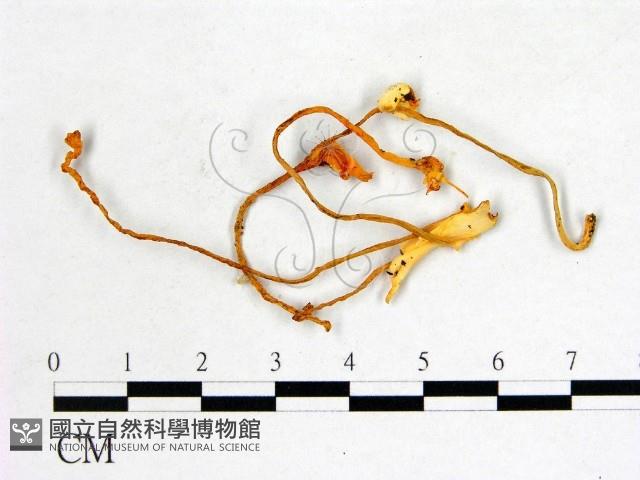登錄號:F0022629藏品圖，第1張