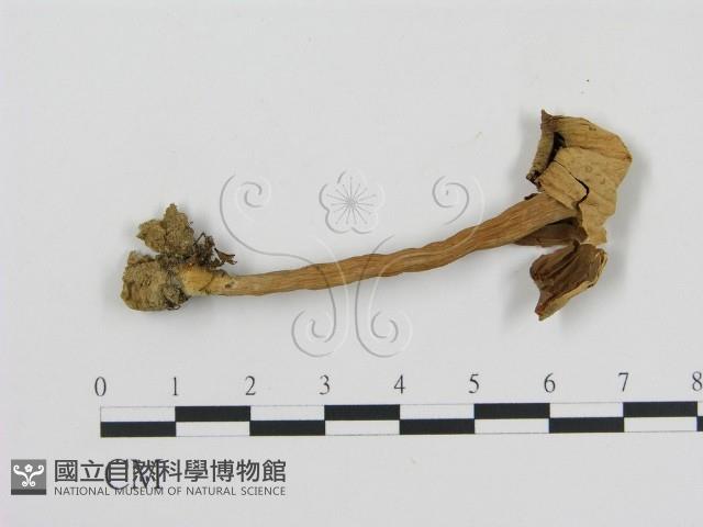 登錄號:F0002629藏品圖，第1張