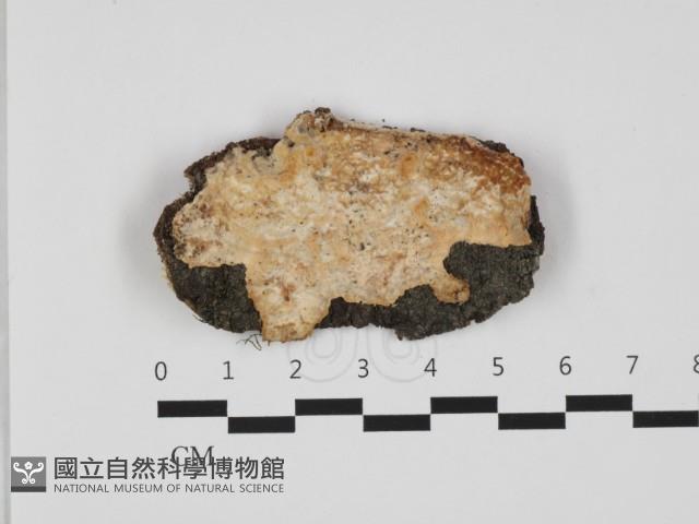 登錄號:F0032629藏品圖，第1張