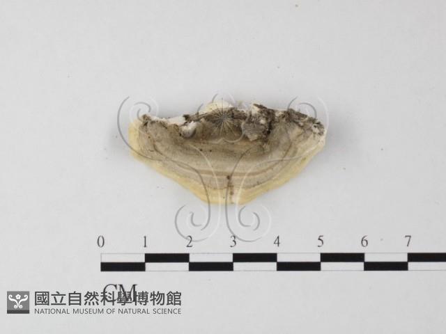 登錄號:F0025629藏品圖，第1張