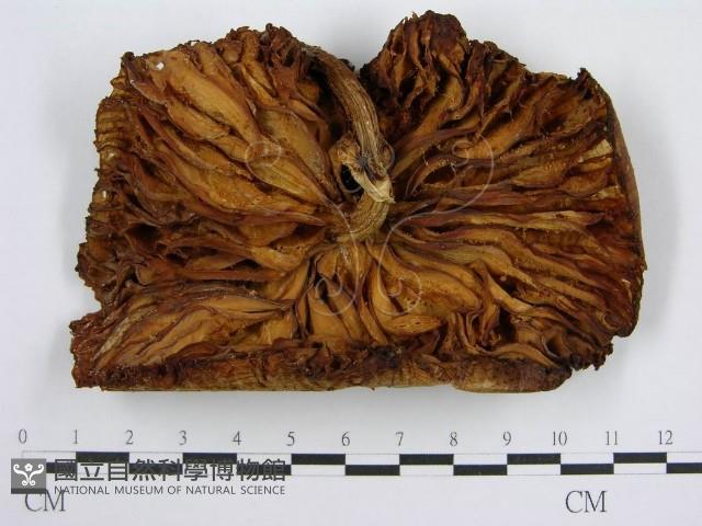 登錄號:F0005629藏品圖，第1張