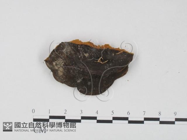 登錄號:F0023629藏品圖，第1張