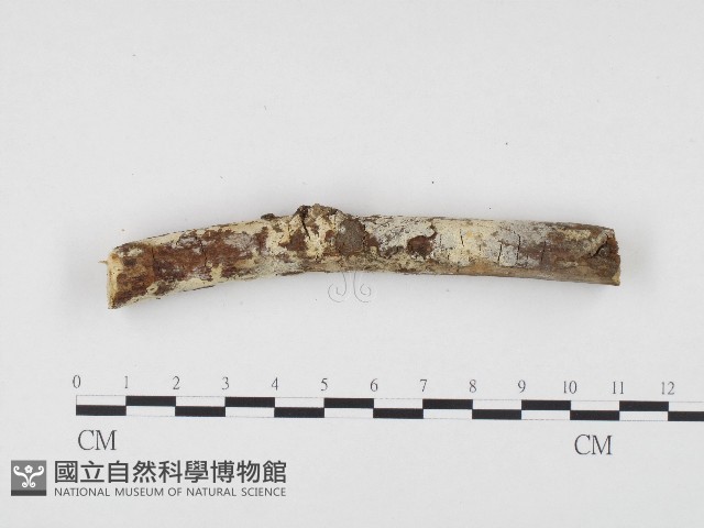 登錄號:F0003629藏品圖，第1張