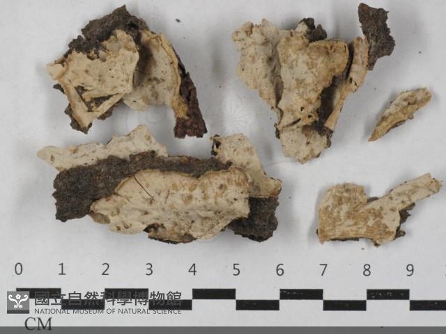 登錄號:F0033629藏品圖，第1張