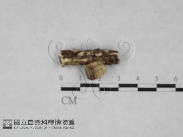 登錄號:F0028429藏品圖，第1張