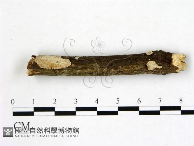 登錄號:F0020429藏品圖，第1張