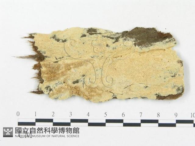 登錄號:F0010429藏品圖，第1張