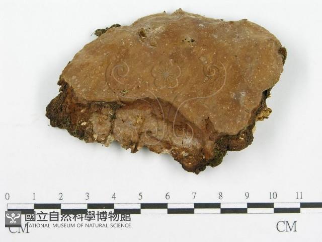 登錄號:F0016429藏品圖，第1張