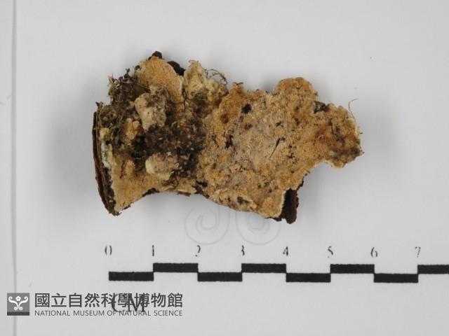 容氏菌屬藏品圖，第1張