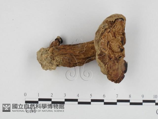 登錄號:F0024429藏品圖，第1張