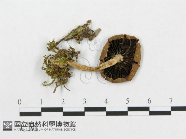 登錄號:F0014429藏品圖，第1張
