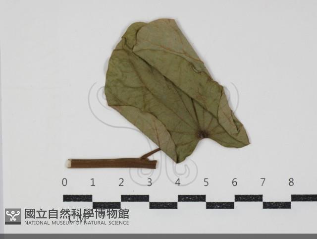 登錄號:F0034429藏品圖，第1張