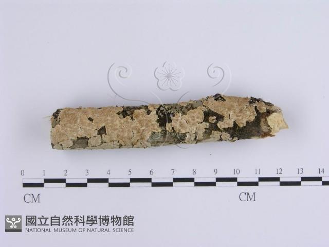 登錄號:F0002429藏品圖，第1張