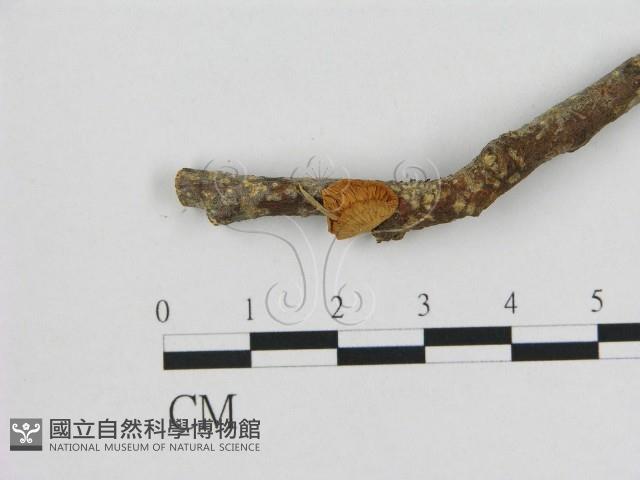 小皮傘屬藏品圖，第1張